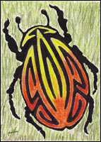 Han Phoenix Beetle by Tyler Hannigan