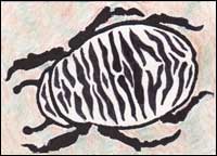 Zebra Bug